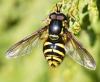 Chrysotoxum intermedium